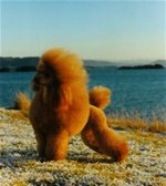 INT CH Solnes Burning Fire