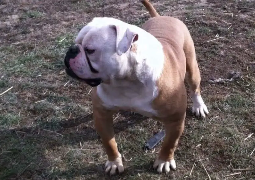 Chappell's Memphis @ Walkers American Bulldogs