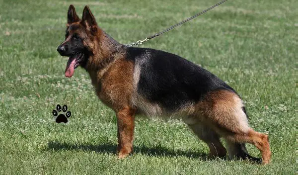 V Aaron di Borgo Molara