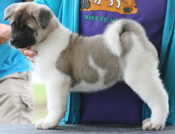 Flaming Star & Quantum's Whimsical Kiss