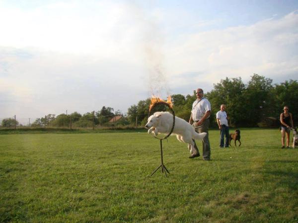 White Glacier Casanova