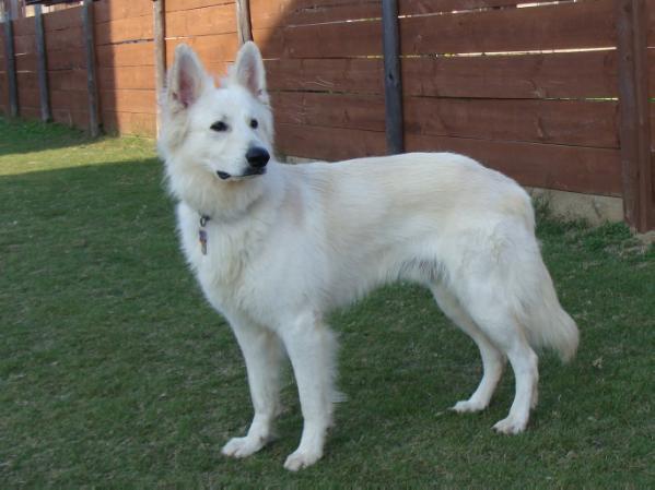 UKC CH I'Ryu des Gardiens du Pacte