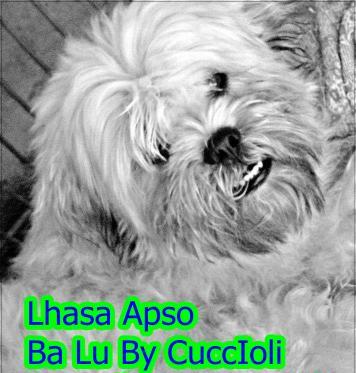 Lu By Cuccioli Kennel