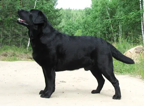 INT CH Stenveyz Chimney Sweep