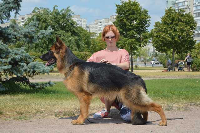 POLADA Forward Ukraine