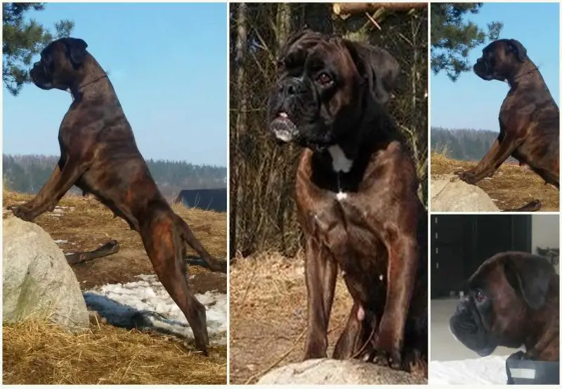 KSENA Kazik Box FCI
