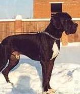 CH.Russia Rhuys de Terres de la Rairie