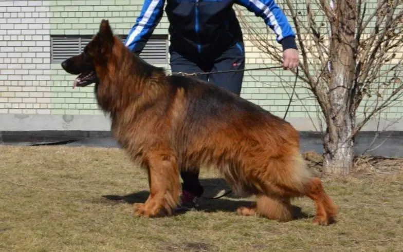 J.Ch RUS, Ch.RUS, Ch.RKF Autbek Kosmos