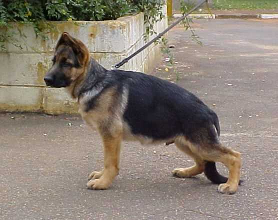 Unno do Vale das Arabias