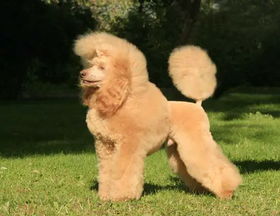 INT CH Of Hannelhill James Blond