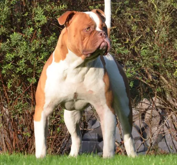 bull-exclusive spike