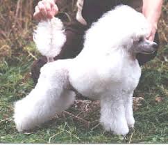 Equerry's Bed Time Story