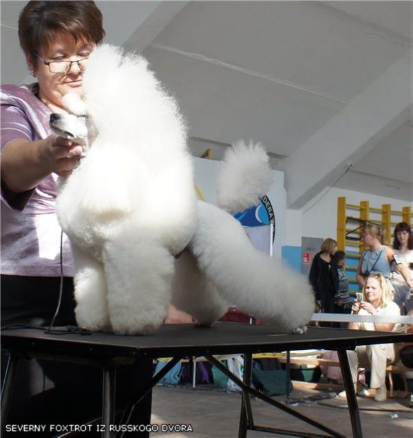 Severny Foxtrot iz Russkogo Dvora