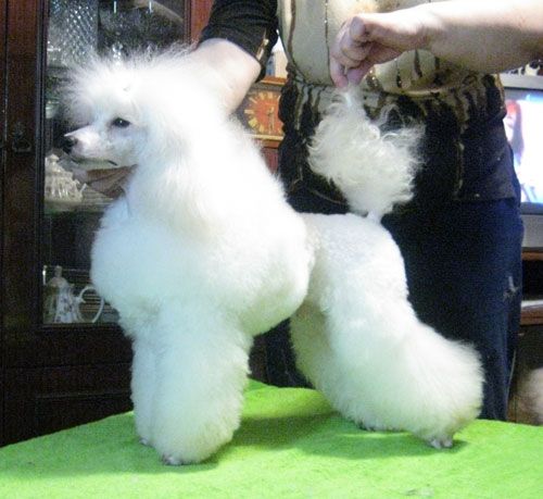 Grafika Ellanz Exellent Magic Mist