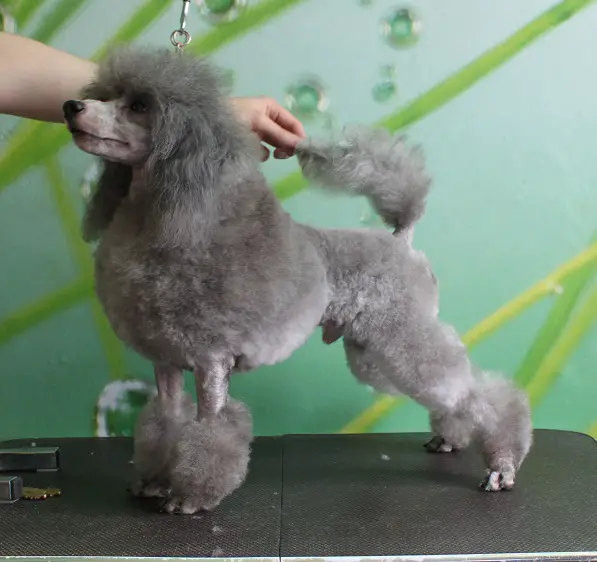 Magic Mystery Idee Fixe