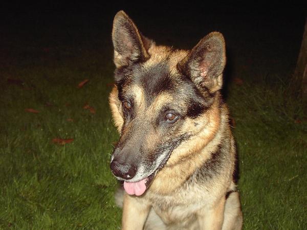 andor-barka von haus bornheim