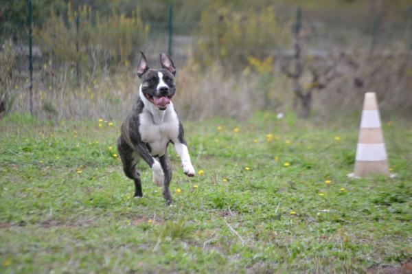 Get de la griffe du dragon