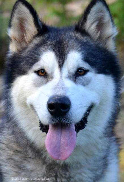 BLACK PEARL  Inditarod