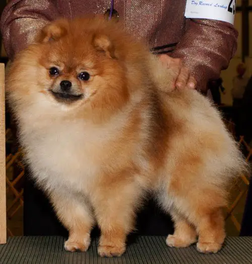 CH Avalon's  Piano Man of Lenette