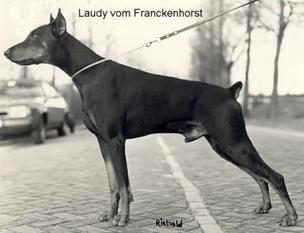 Laudy vom Franckenhorst