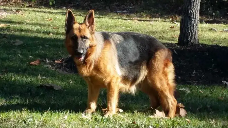Jenny vom haus loyal gsd