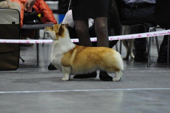 CH, JCH RU Laif Spring Key To Saccess