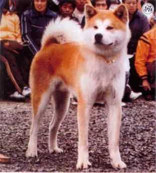 Gyokurin Go Fukuroi Futaba