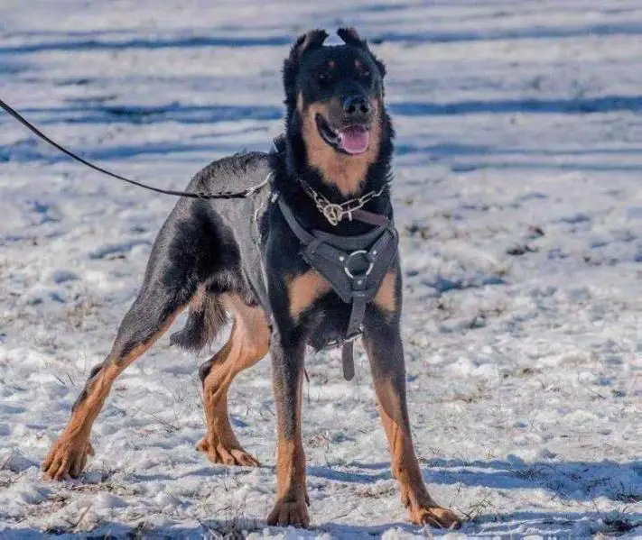 UKC CH INT Ch CA RO3 J'Adore Ustaritz de L'Ame du Loup