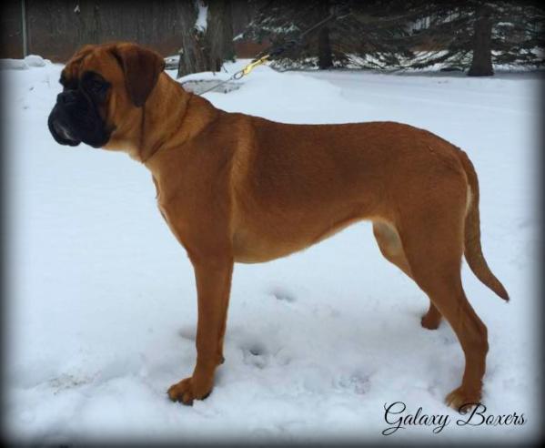 INTSR CH, NATSR CH Giulia Kuningas Von Kishko