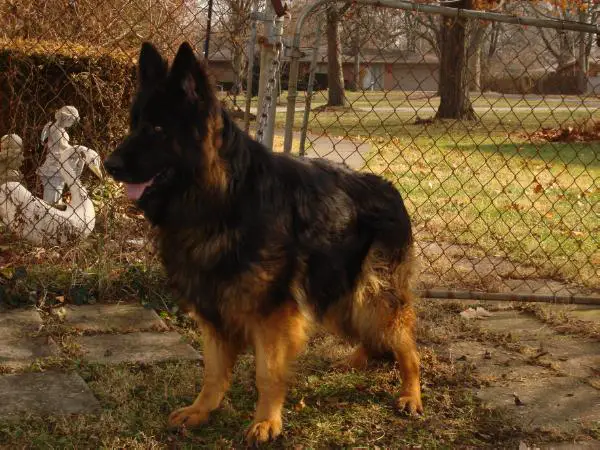 Little Miss Kitty Von Der Utz