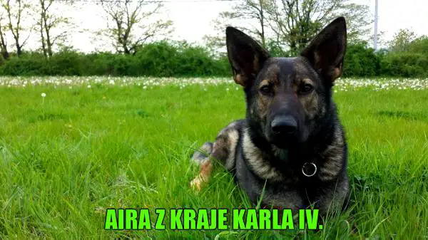 Aira Z Kraje Karla IV.