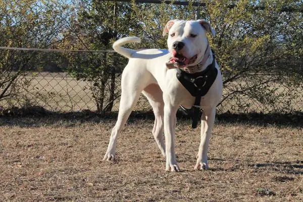 CH Roper/Haskins Sophie