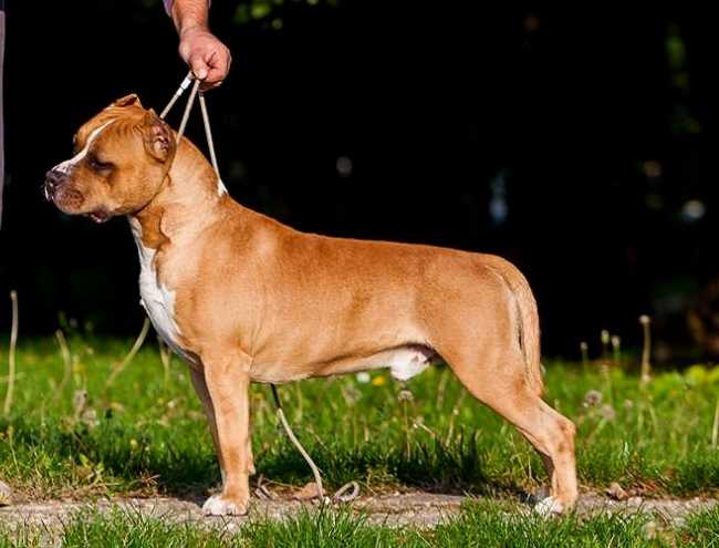 JCh Ch MysticStaff GENERAL