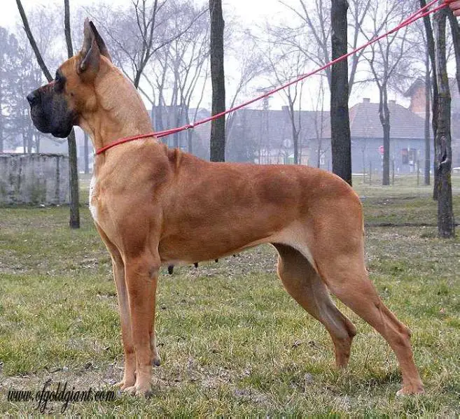Big Dope Talisma