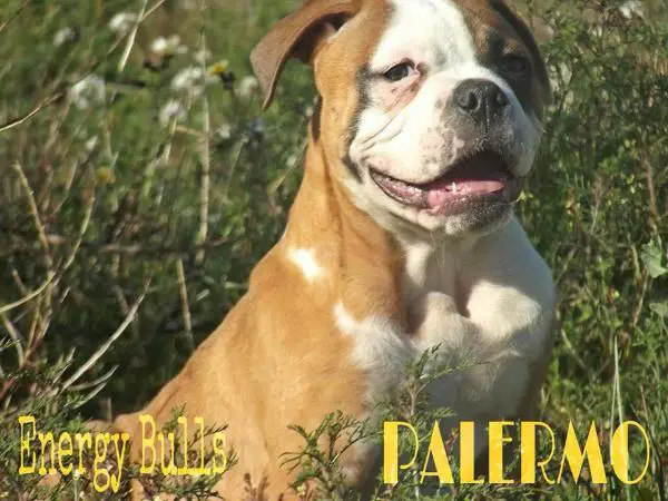 Energy Bulls Palermo