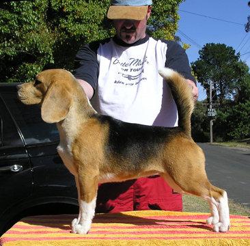 CH Langrigg Song of Stars