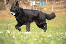 Angel-Saphir von der Wedeme