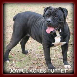 JOYFUL ACRES' PUPPET