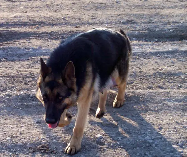 Beattys Juno Von Mambo Gabby