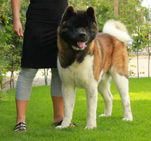 Kuroi Kao Molotov Rocktail At Sayajin