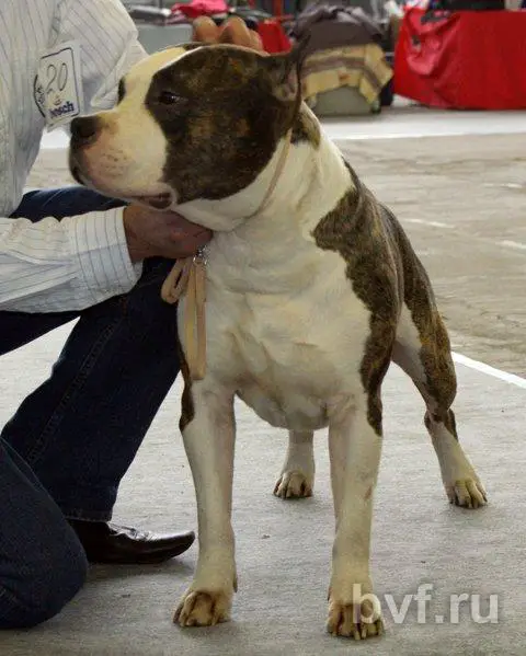 CH. RUS, RKF, Terrier Union Vanechka Block Buster