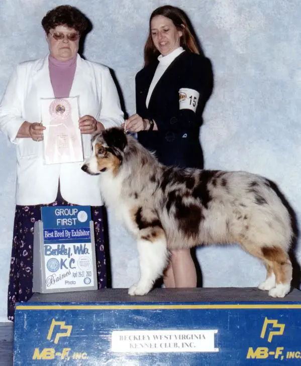 ASCA/AKC CH Goldstar One More Day