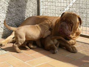 Volga Du Ruisseau De La Noue