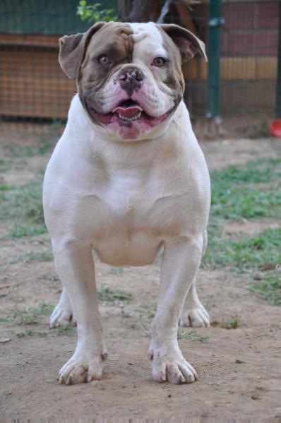 Lil Queeny of Ostwaybulls