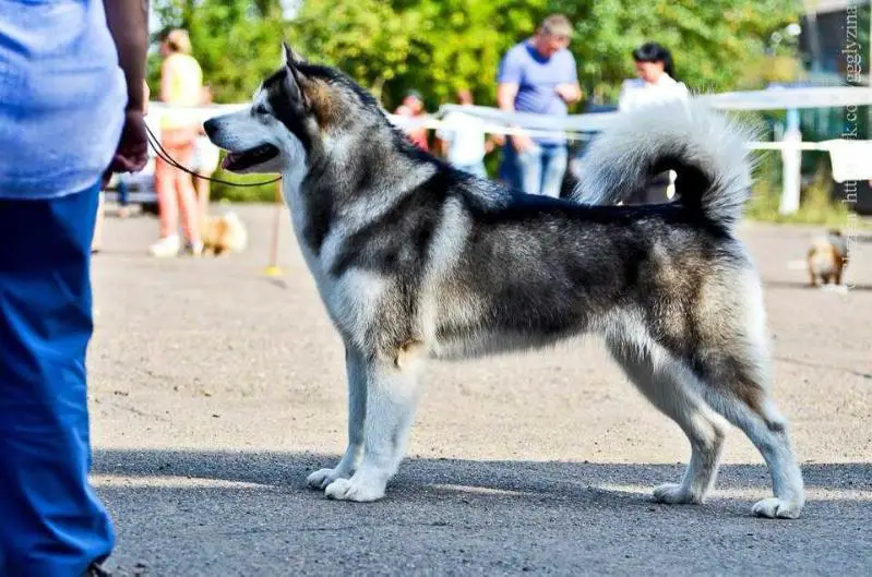 J CH RUS, CH RUS, GRAND Amank Enisey Viva Voice