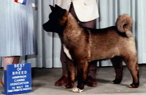 CAN CH Arlberg's Midnight Raider