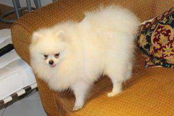 Cadet Of Chiao Li Ya