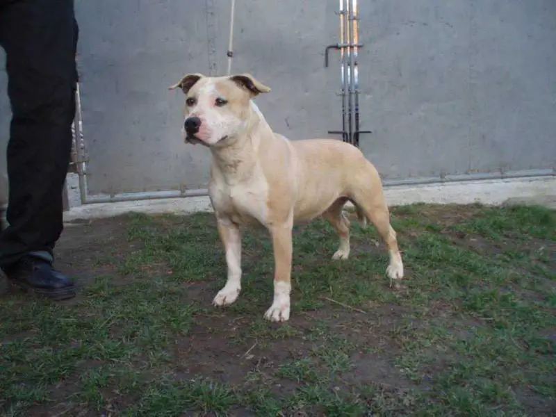 2 CAC, CACIB Excelent Lara Kamelot Staff