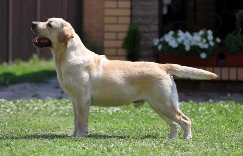 Gr. CH. AZ, CH. RU, GE, AM, AZ RICHBOURNE Mac Dougal