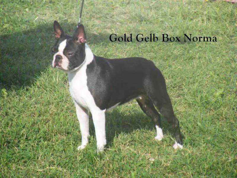 Gold Gelb Box Norma